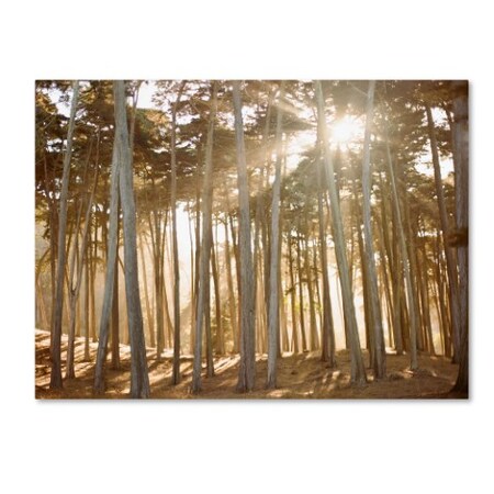Trademark Fine Art Ariane Moshayedi 'Presidio Sunset' Canvas Art, 18x24 AM0315-C1824GG